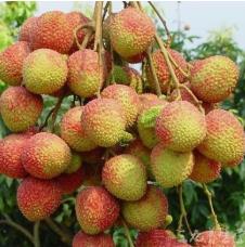 荔枝串.jpg 荔枝串.jpg